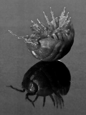  DANIEL GOMEZ [Alcorcón-Madrid] _ patasarriba 