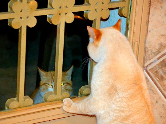  ANGELA LLOP [Torrelles de Foix-Barcelona] _ pelea de gatos 