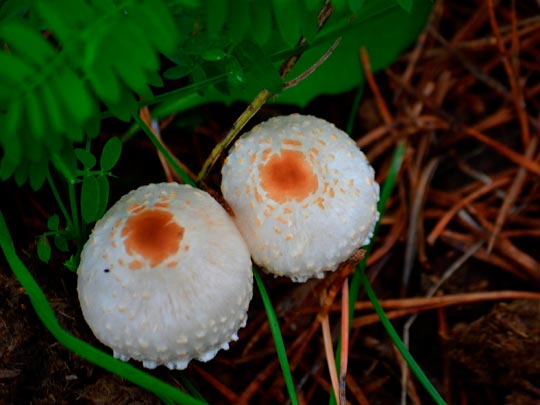  ANGELA LLOP [Torrelles de Foix-Barcelona] _ popes, bolets 