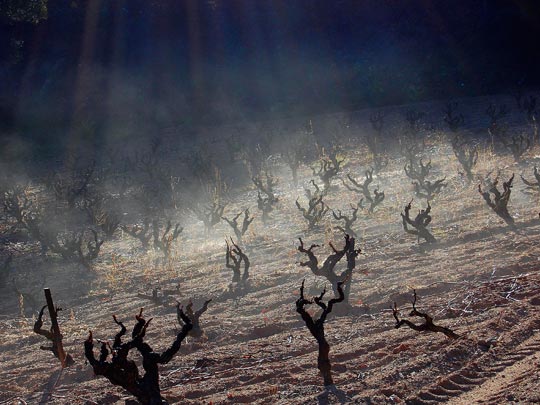  ANGELA LLOP [Torrelles de Foix-Barcelona] _ rajos de llum a la vinya 