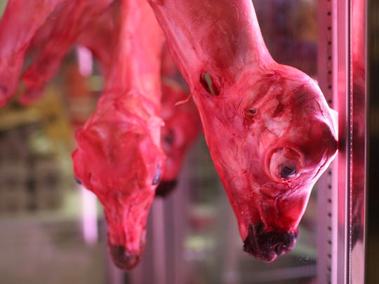  BLAS REGNAULT [Viena-Austria] _ ramillete cabrío 