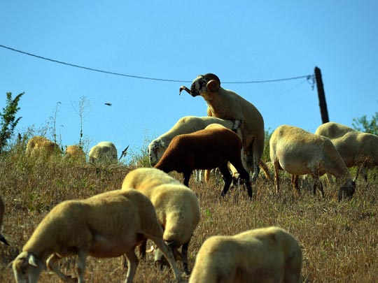  ANGELA LLOP [Torrelles de Foix-Barcelona] _ rebaño de ovejas 