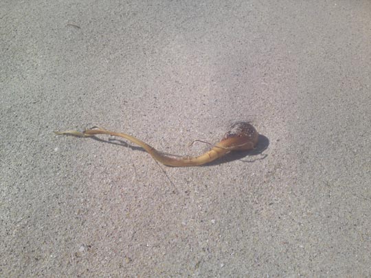  ROCIO OTERO [Redondela-Pontevedra] _ sex on the beach 