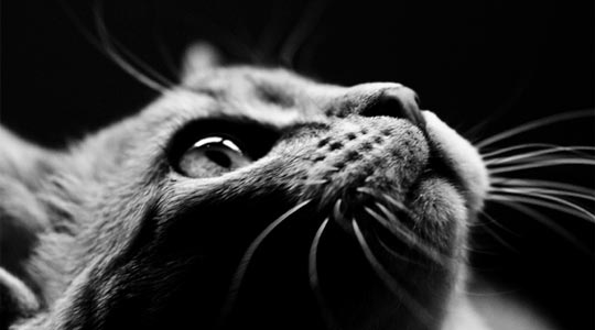  DANIEL GOMEZ [Alcorcón-Madrid] _ sheldon melancólico 