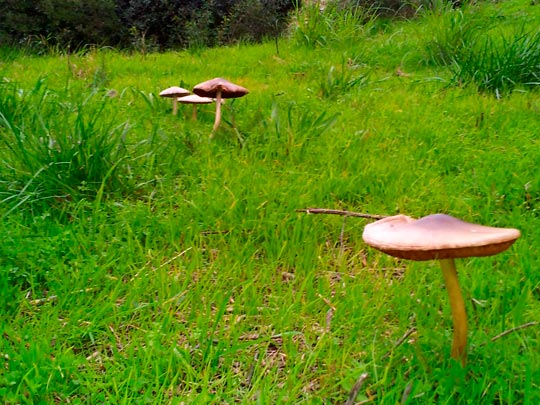  ALBERT BARBARÀ [El Vendrell-Tarragona] _ sombrillas de playa en noviembre 