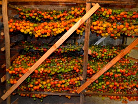  ANGELA LLOP [Torrelles de Foix-Barcelona] _ tomacons 