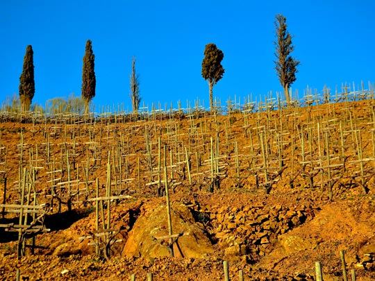  ANGELA LLOP [Torrelles de Foix-Barcelona] _ vides en cruz 