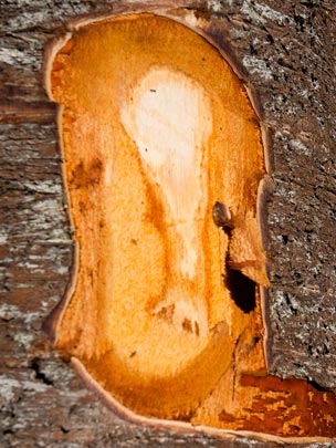  JOSE PALOMO [Sant Boi de Llobregat-Barcelona] _ woodman 