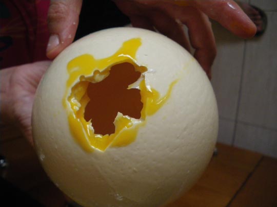  PAU ARENÓS _ avestruz (5) 