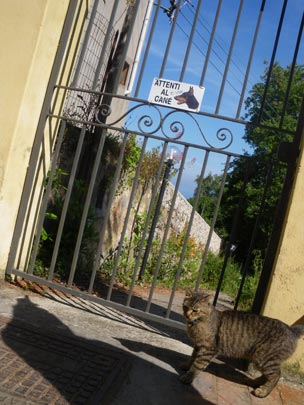  PAU ARENÓS _ cuidado con el gato 