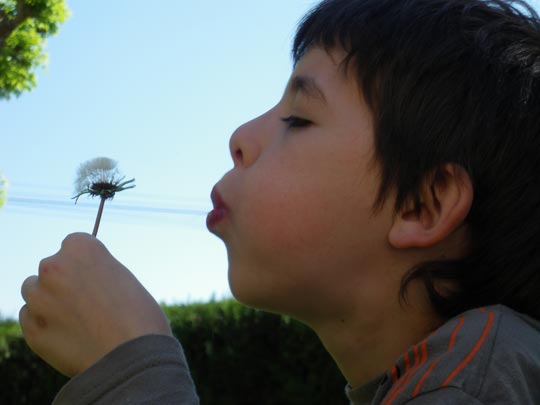  PAU ARENÓS _ diente de león 