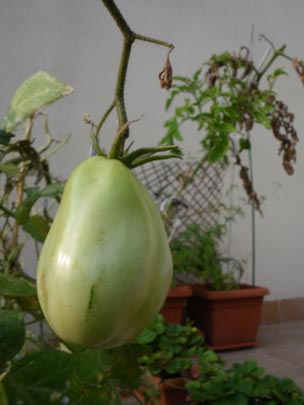  PAU ARENÓS _ el último tomate del verano (1) 