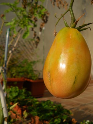  PAU ARENÓS _ el último tomate del verano (2) 