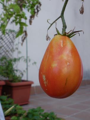  PAU ARENÓS _ el último tomate del verano (3) 
