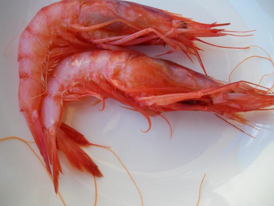  PAU ARENÓS _ pareja 