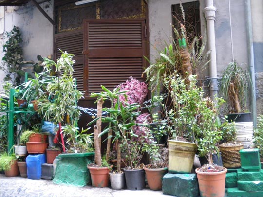  PAU ARENÓS _ pocas macetas 