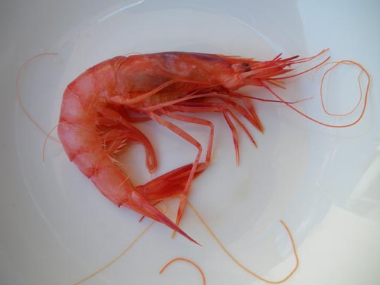  PAU ARENÓS _ solitaria 