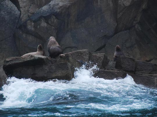  ARACELI SEGARRA _ ¿a quién llamas foca? 