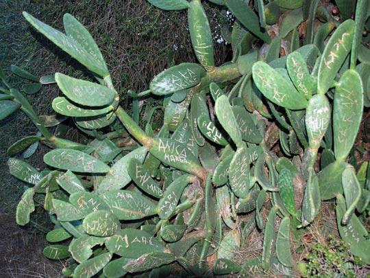  ARACELI SEGARRA _ agenda orgánica 