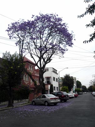  ARACELI SEGARRA _ alfombrado 