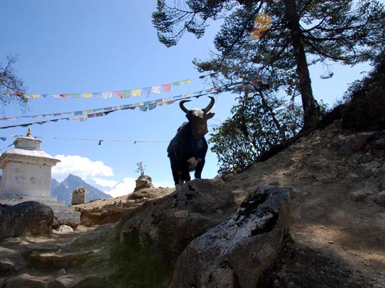  ARACELI SEGARRA _ anuncio osborne a la nepalí 