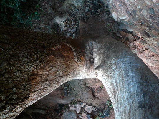  ARACELI SEGARRA _ arbola 