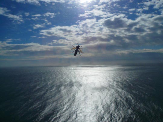  ARACELI SEGARRA _ barrera invisible 