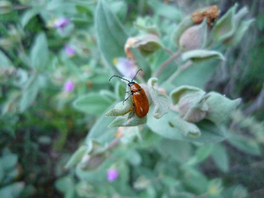  ARACELI SEGARRA _ bitxo 