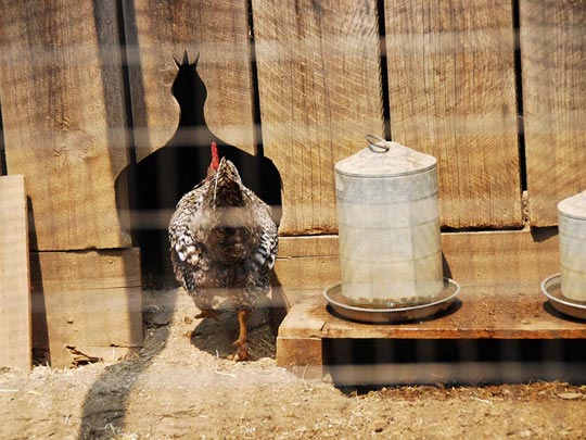  ARACELI SEGARRA _ chicken run 