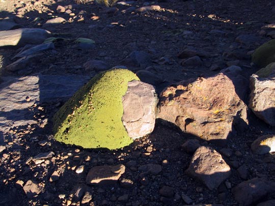  ARACELI SEGARRA _ comepiedras 