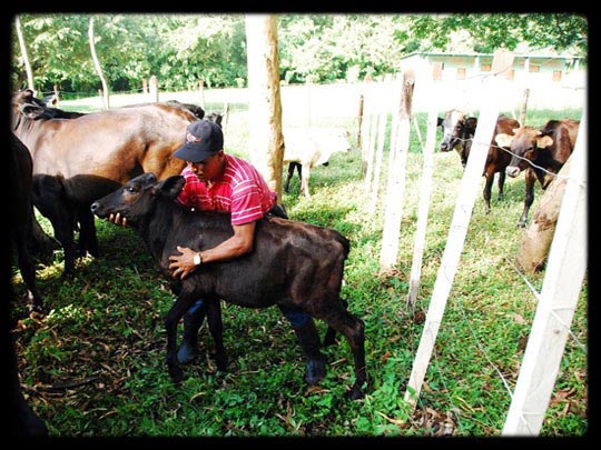  ARACELI SEGARRA _ como te quiero 