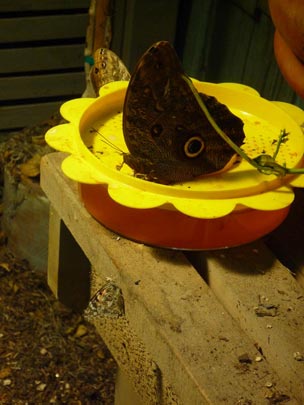  ARACELI SEGARRA _ confusión del mundo moderno 