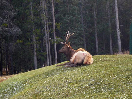  ARACELI SEGARRA _ él 