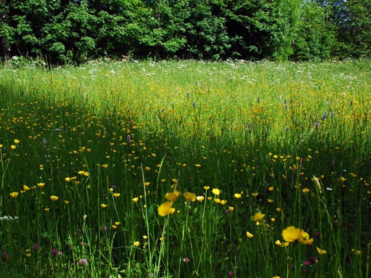  ARACELI SEGARRA _ el campo de heidi 