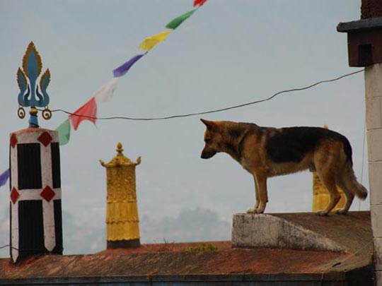  ARACELI SEGARRA _ el perro que reza 