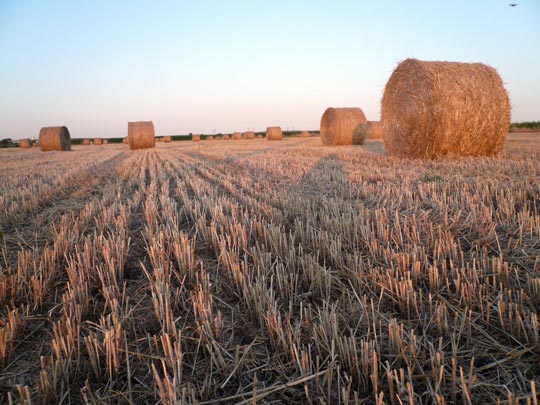  ARACELI SEGARRA _ el royo vegetal 