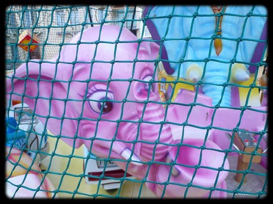  ARACELI SEGARRA _ elefante rosa cazado 