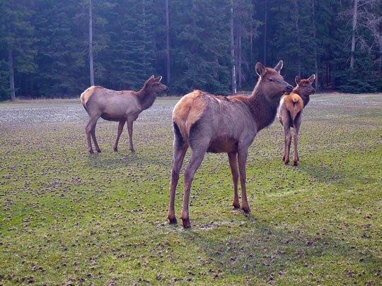  ARACELI SEGARRA _ ellas 