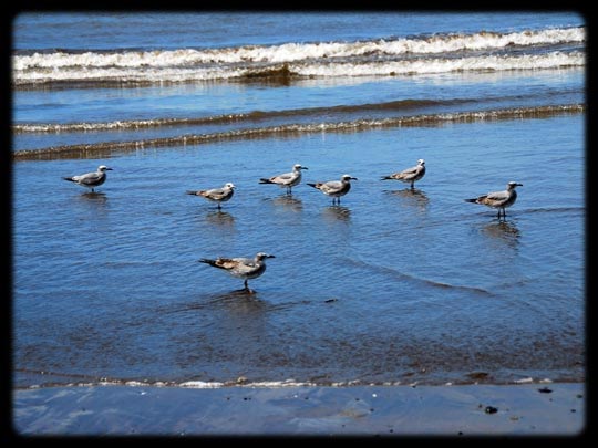  ARACELI SEGARRA _ ¡en sus puestos, listos... 