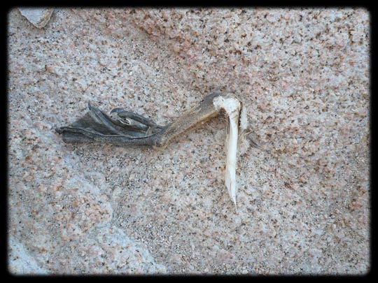  ARACELI SEGARRA _ eso tiene que doler 