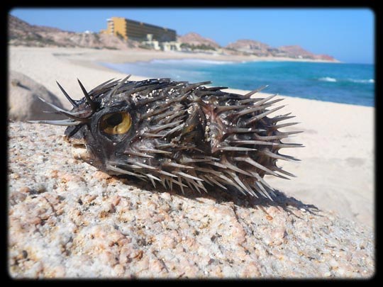  ARACELI SEGARRA _ espinete 