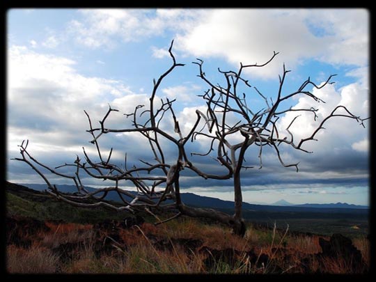  ARACELI SEGARRA _ esqueleton 