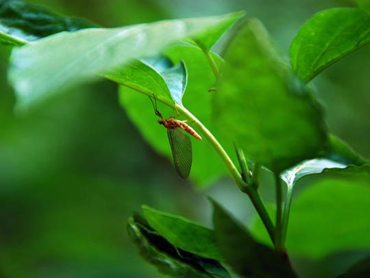  ARACELI SEGARRA _ etoi condío 