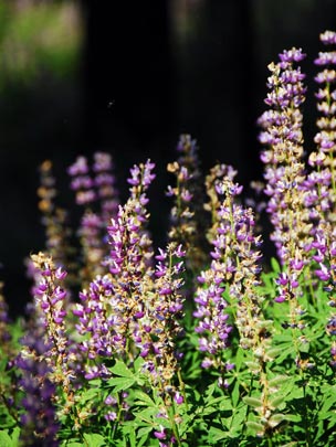  ARACELI SEGARRA _ flores 