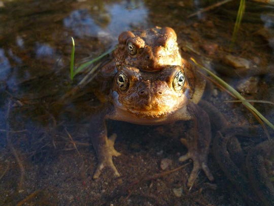  ARACELI SEGARRA _ haciendo el amor 
