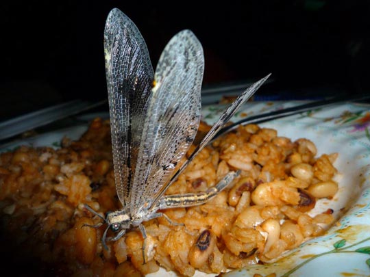  ARACELI SEGARRA _ hay hambre, eh 