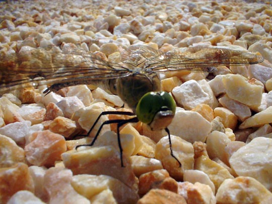  ARACELI SEGARRA _ helicóptero 