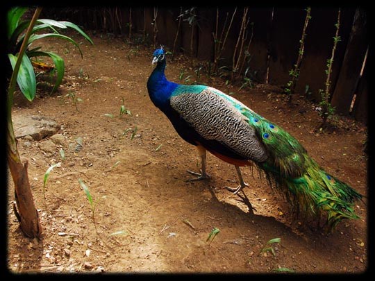  ARACELI SEGARRA _ la edad del pavo 