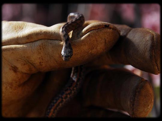  ARACELI SEGARRA _ la instigadora del pecado en mi mano 