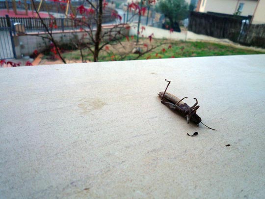  ARACELI SEGARRA _ la novia cadáver 